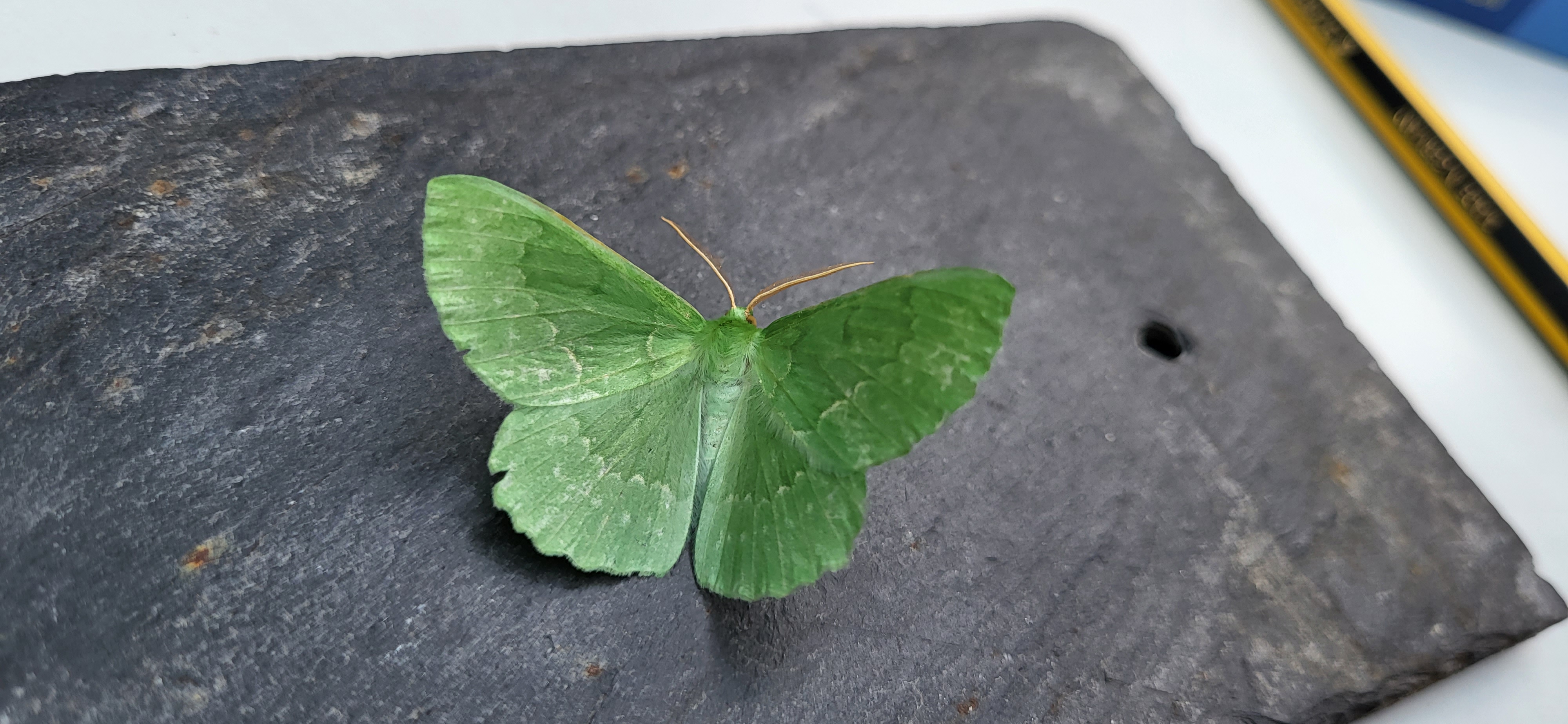 Photo of Large Emerald (Geometra papilionaria)